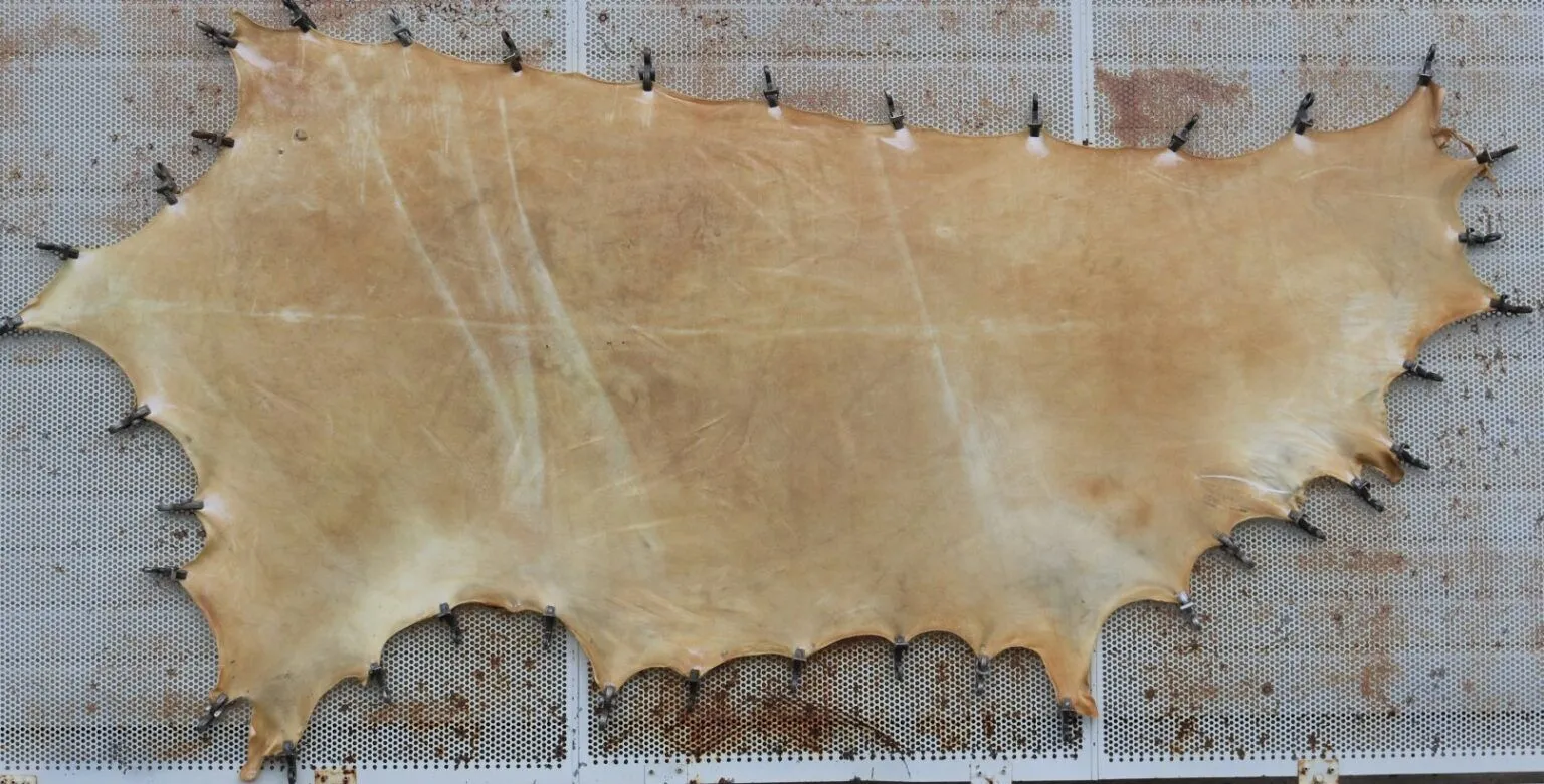 Leather vs. Rawhide: Differences, Uses & How to Choose | Centralia Fur ...