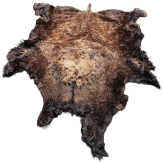 Bison