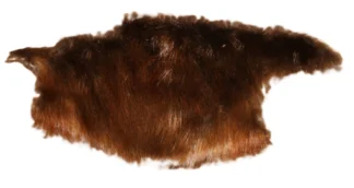 Beaver Butts