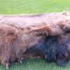 Bison Robe #1