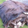 Bison Robe #1 - Image 2