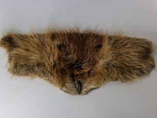 Beaver