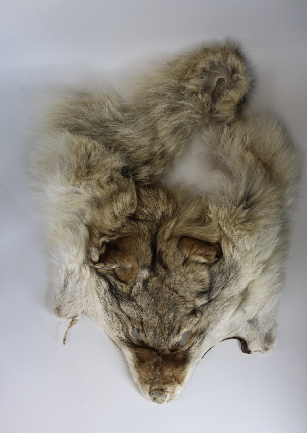 1 coyote face/fur/Hides/native crafts/fly tying/cabin,western decor 