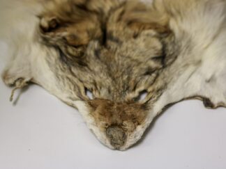 Coyote