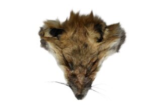 Red Fox Face