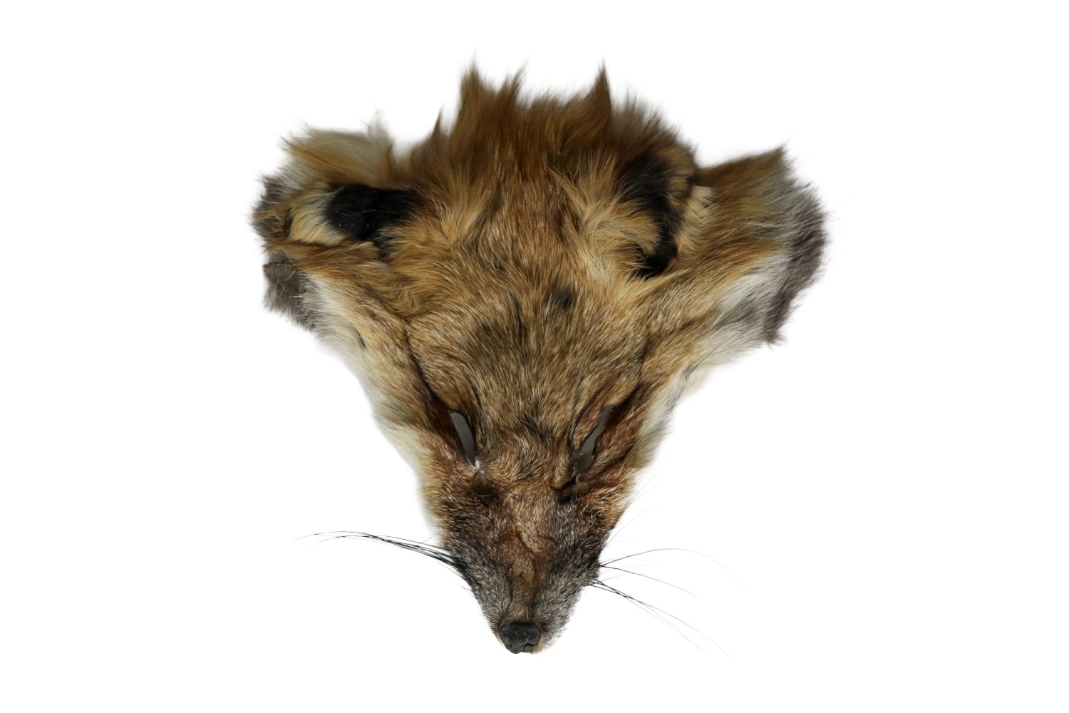Red Fox Face