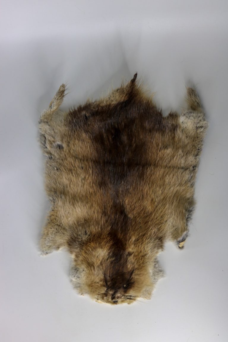 Muskrat hide 1 Centralia Fur & Hide