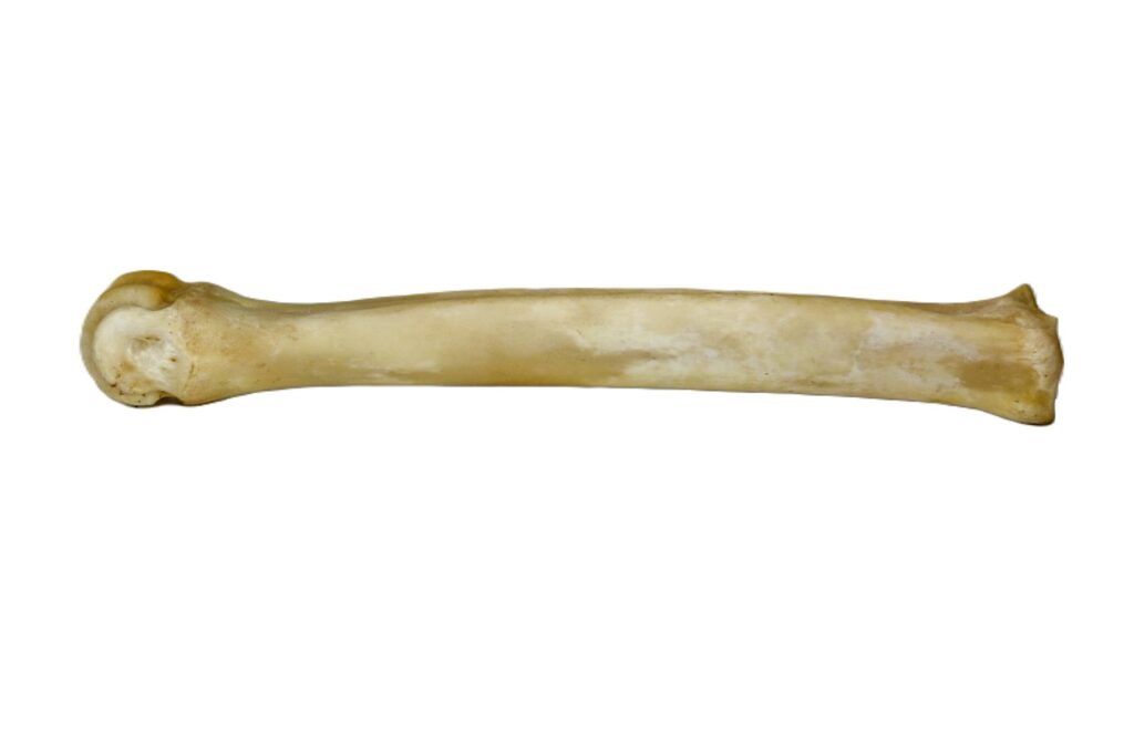 Dear Bone Deer Leg Bone | Bleached Bones for Crafting | Centralia Fur & Hide