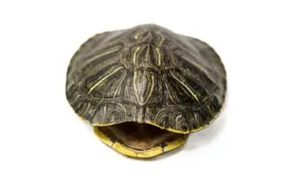 Red-Eared Turtle Shells