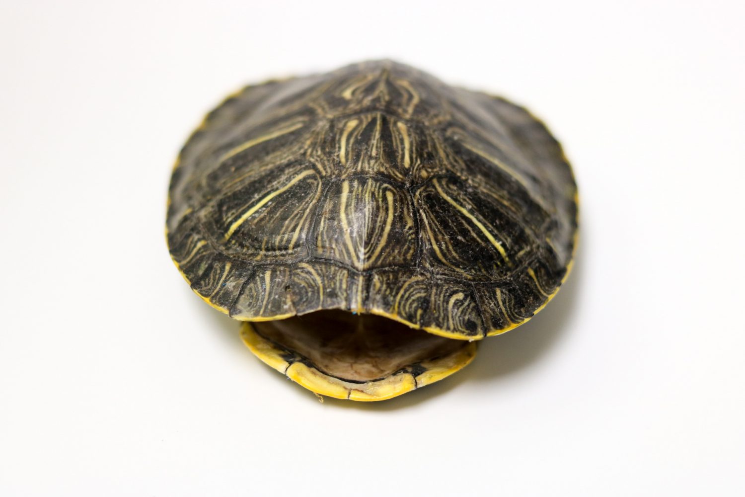 Red-eared turtle shells