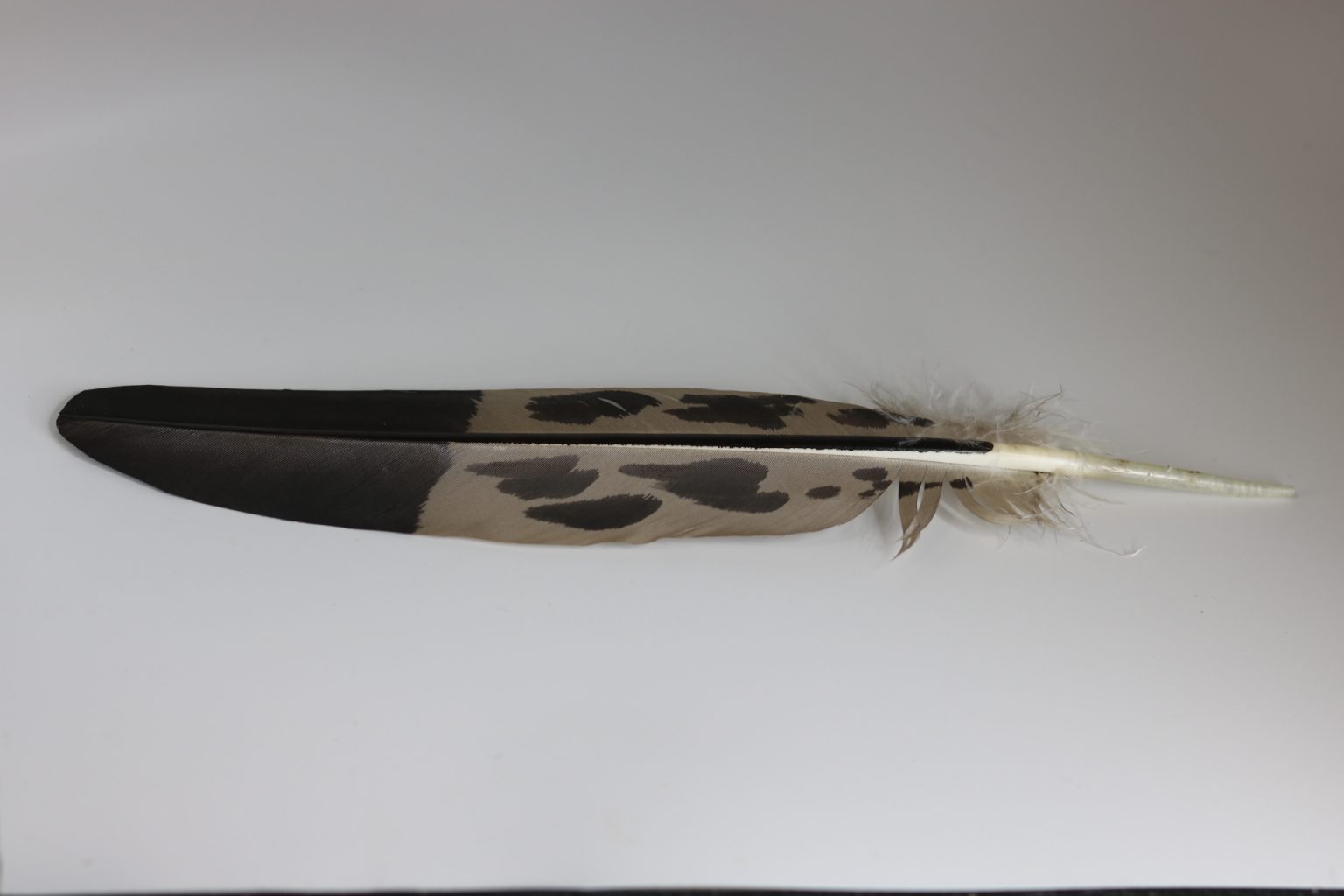 Imitation mature golden eagle feather (painted) - Centralia Fur & Hide