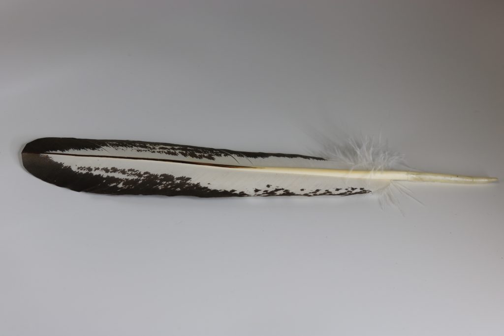 Immature bald eagle tail feather (imitation) - Centralia Fur & Hide