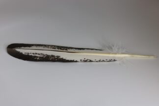 Feather - Imitation Golden Eagle Semi Mature - Tail