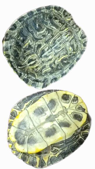 Red-Eared Turtle Shells (2–3″, 4–6″, 6–7″ sizes)