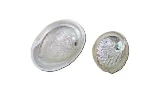 4-6" whole abalone shell