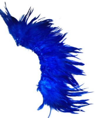 5-6" Royal blue light brighthackles sold per oz