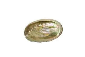 abalone shells 3" - Farmed