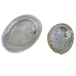 4-6" Whole Abalone Shell