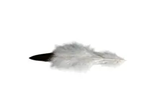 Golden eagle tail plume feather (Imitation)