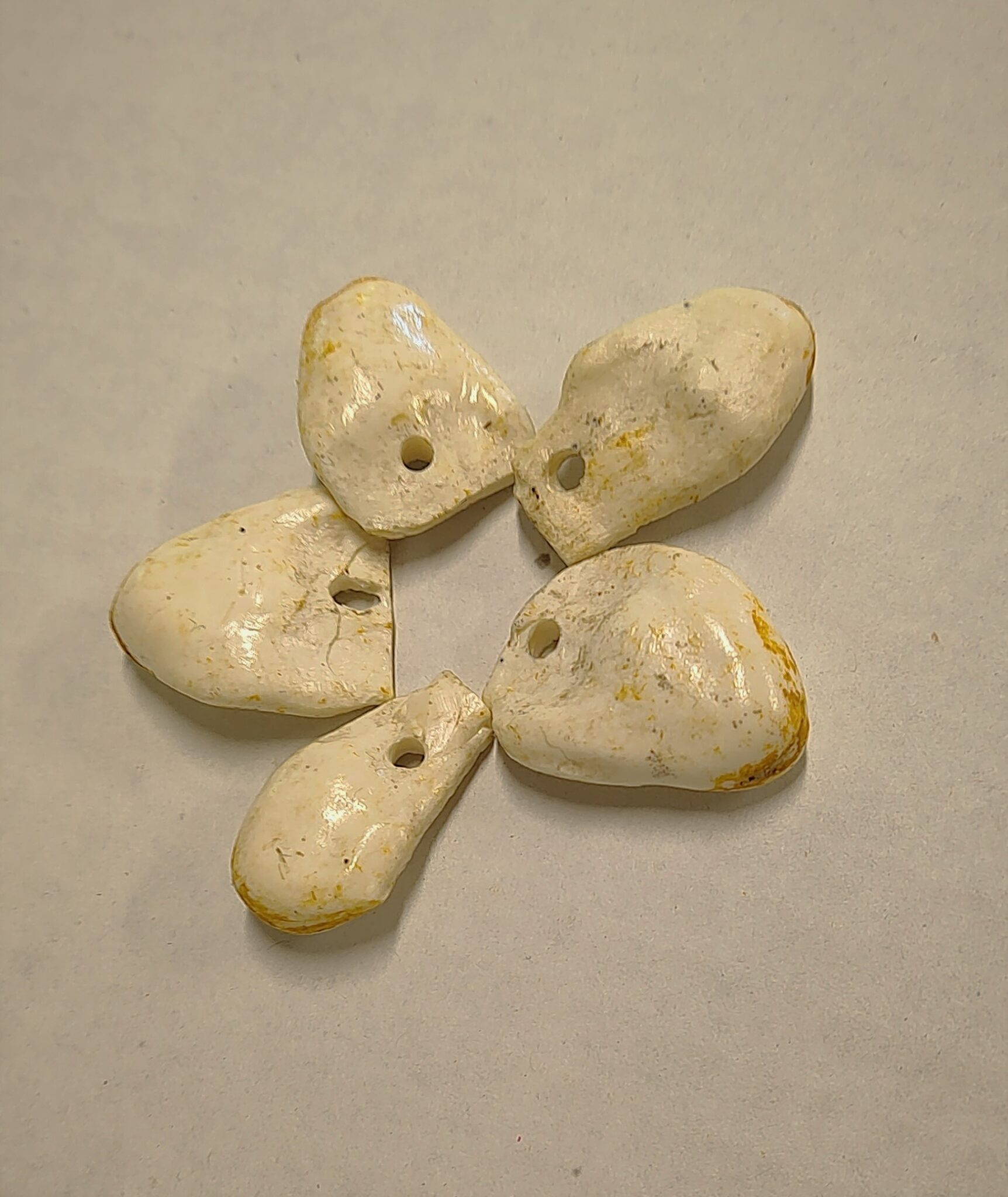 Composite Imitation Elk Teeth Centralia Fur & Hide