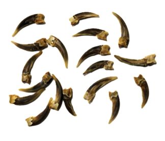 Badger Claws