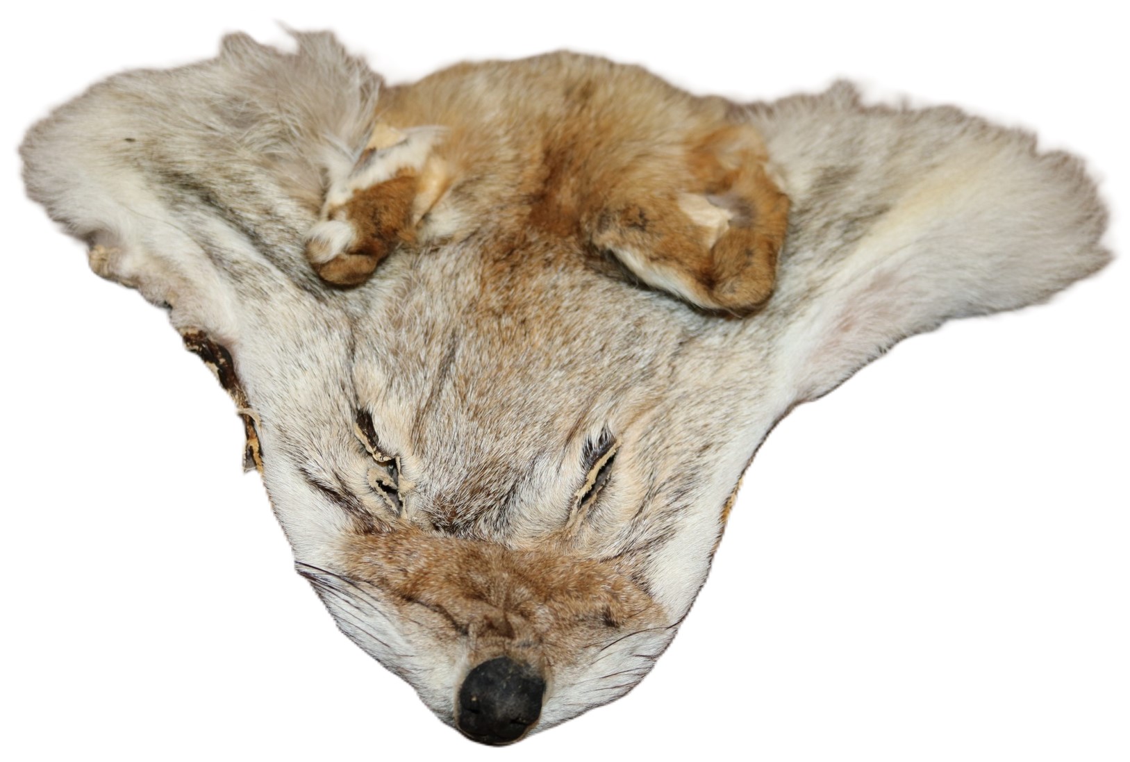 Coyote face #1