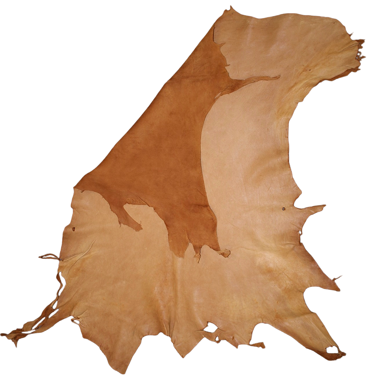 Acorn Deer Leather