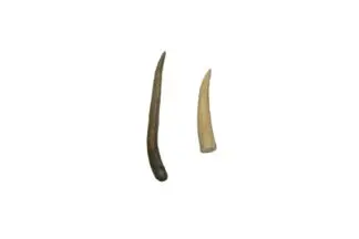 Deer antler tips