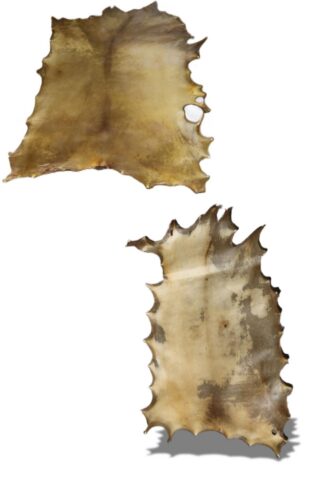 #1 Elk rawhide - Natural and Bleached