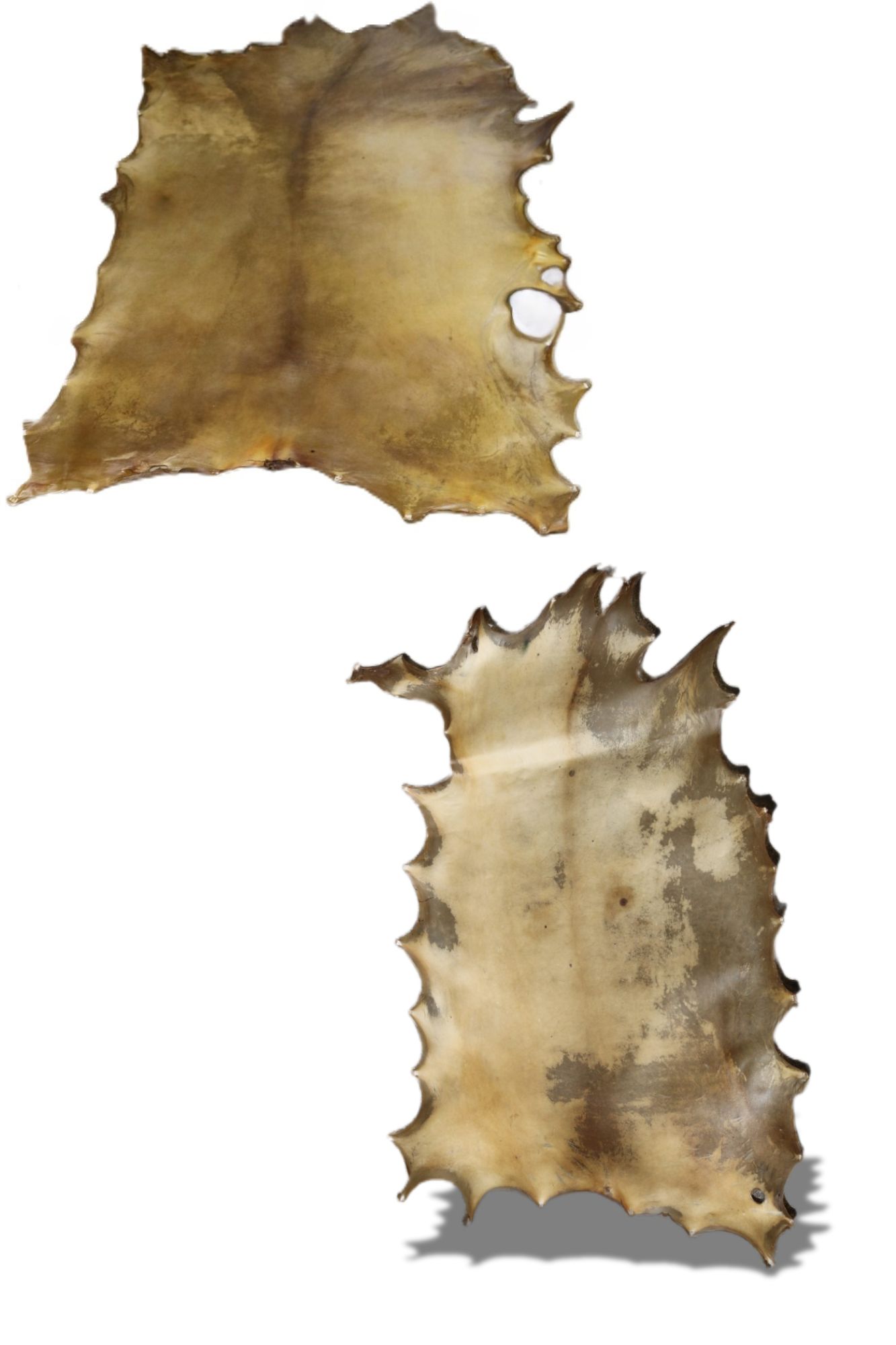 Elk Rawhide Natural | Large Elk Hide for Drum Making | Centralia