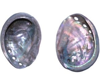 Abalone Shells 3" - Farmed