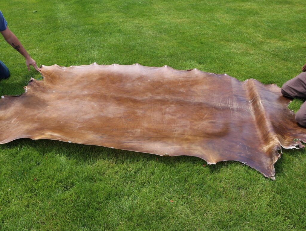 1 Elk rawhide natural Centralia Fur & Hide