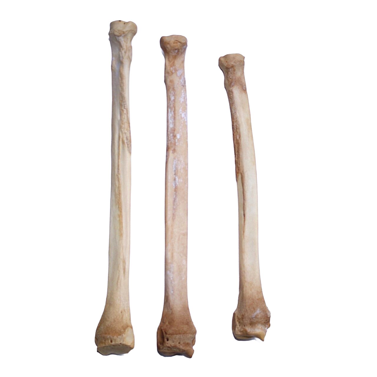 Coyote Leg Bone Bleached - Image 3