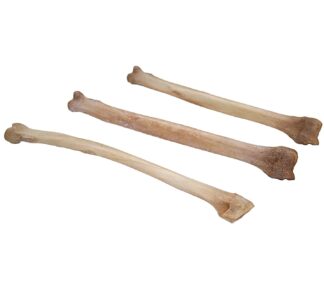 Coyote Leg Bone Bleached