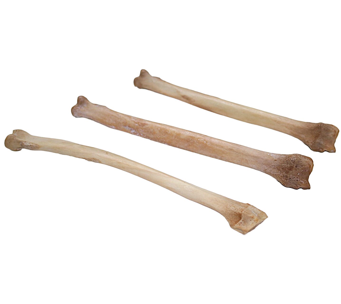 Coyote Leg Bone Bleached