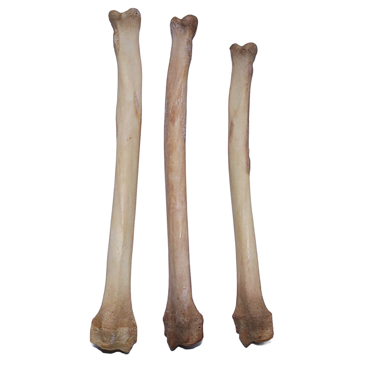 Coyote Leg Bone Bleached - Image 2