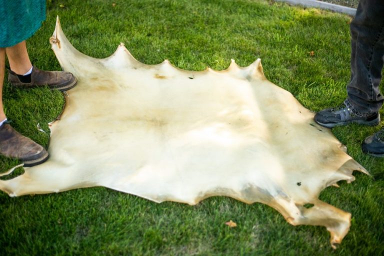 Deer Rawhide For Drums Centralia Fur & Hide