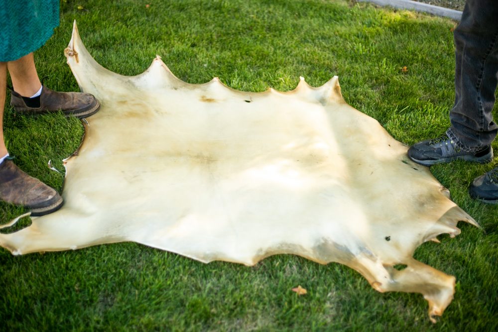 Deer Rawhide For Drums Centralia Fur & Hide