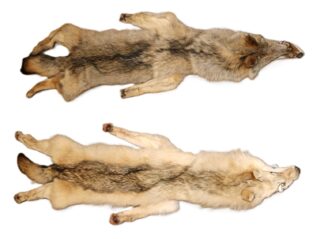 WOLF HAIR ON HIDE