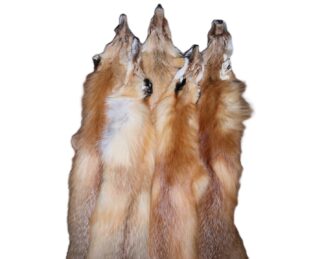 Red Fox Skin Tanned