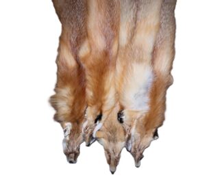 Red fox skin tanned