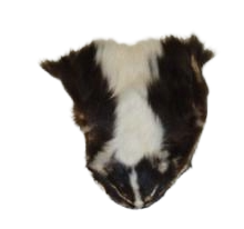 Skunk