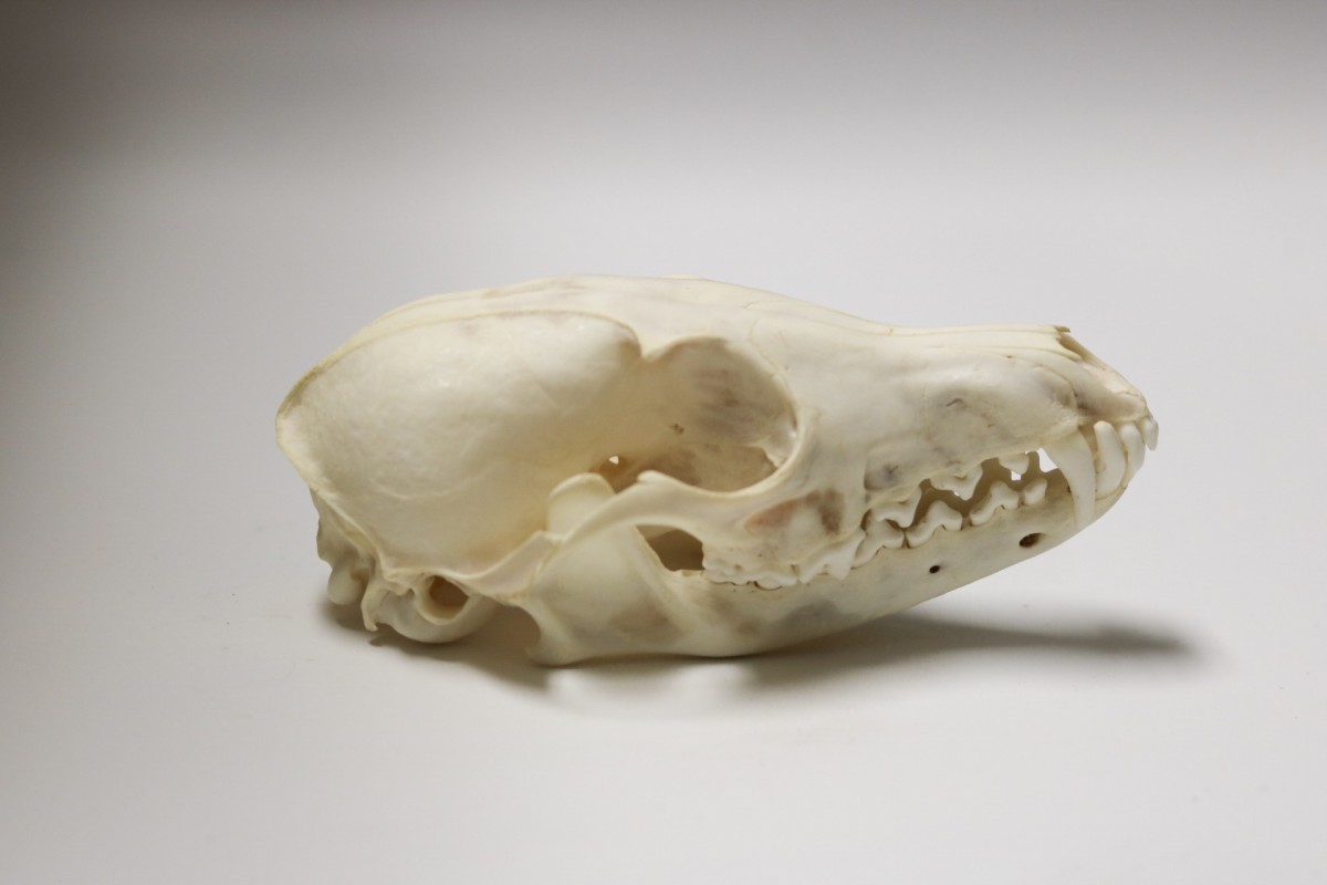 Coyote Skull, real bone, available for purchase at natur.