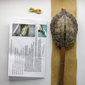Turtle shell rattle kit