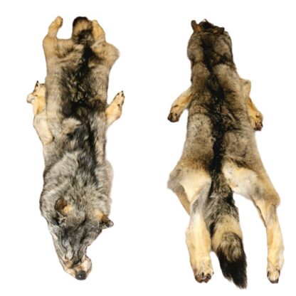 Wolf hair on hide with paws and claws