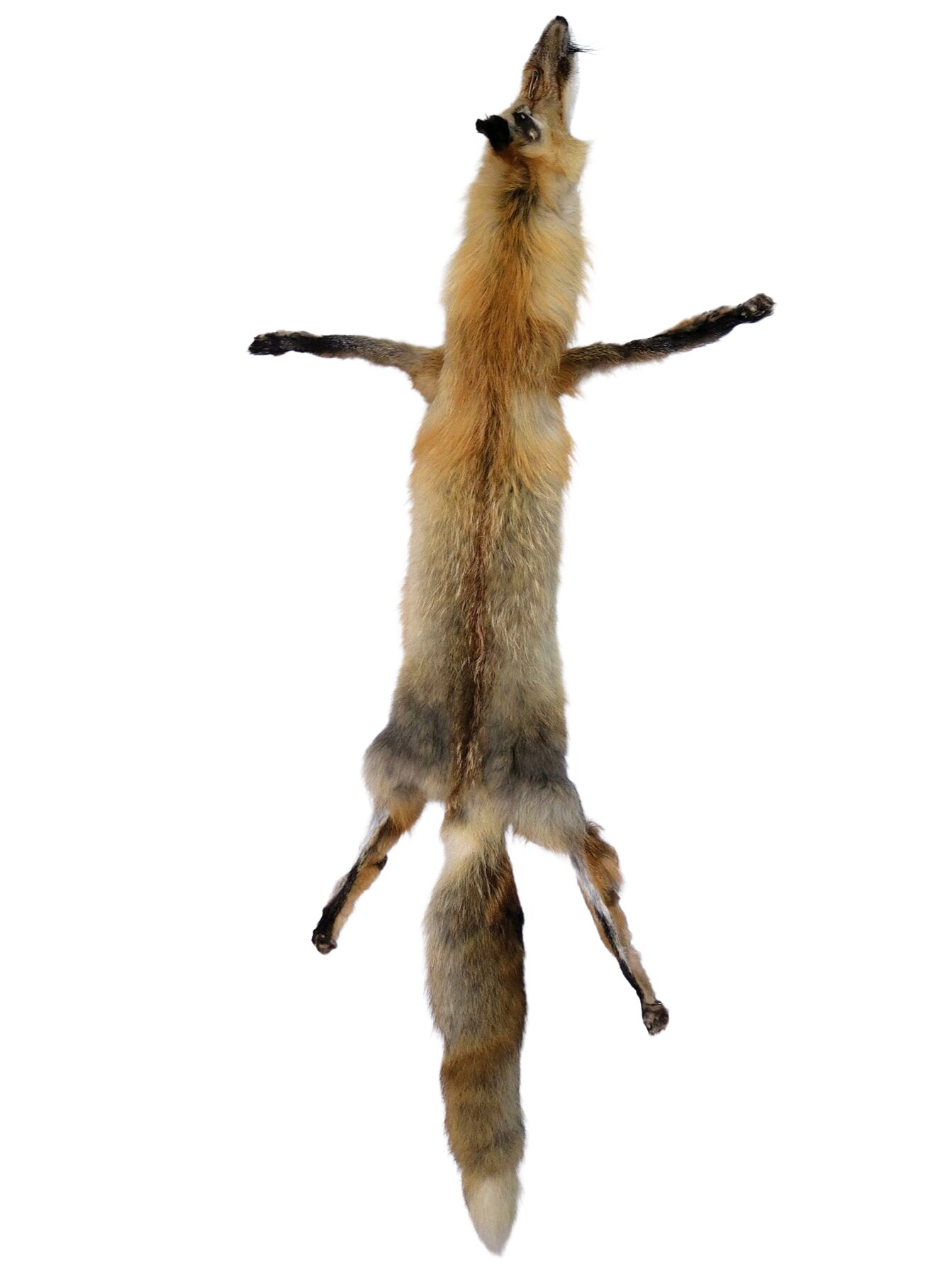 Red Fox - Tanned Hide w/ Feet - Image 2