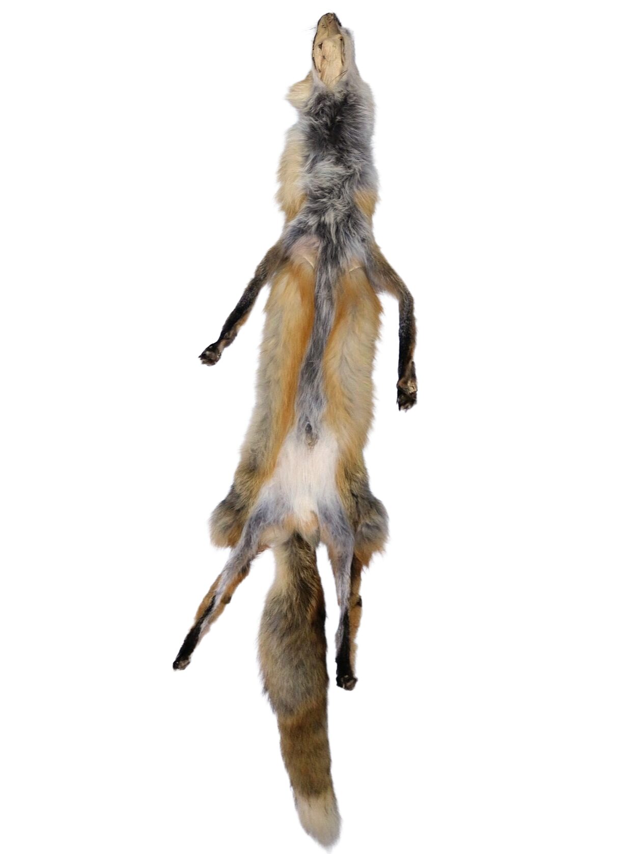 Red Fox - Tanned Hide w/ Feet - Image 3