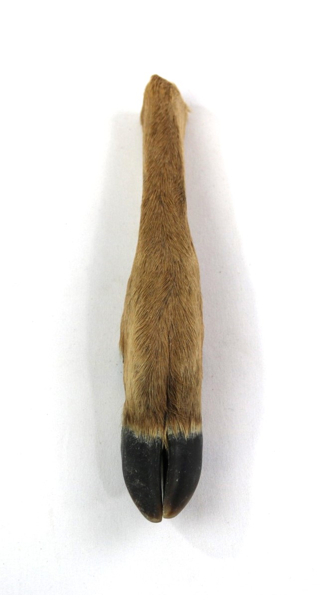 Deer leg with hoof and hair - Centralia Fur & Hide