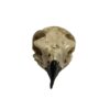 Composite Hawk Skull