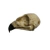 Composite Hawk Skull - Image 2